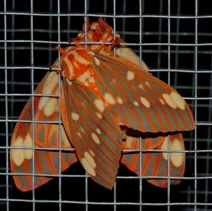 FOR SALE, Royal Walnut Moth Eggs