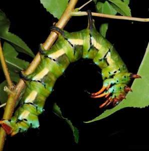 FOR SALE, Royal Walnut Moth Eggs