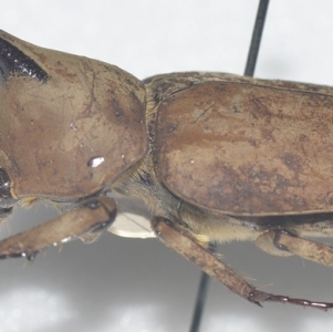 EBAY, DYNASTINAE, CETONIINAE & BUPRESTIDAE