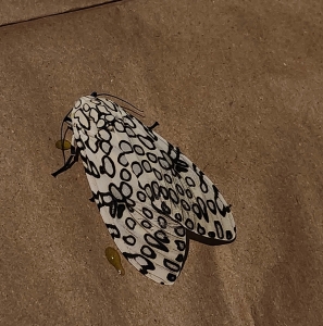 FOR SALE, Leopard Moth - Hypercompe scribonia EGGS