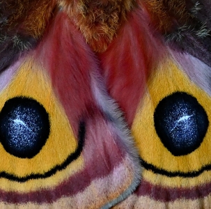 FOR SALE, Io Moth eggs
