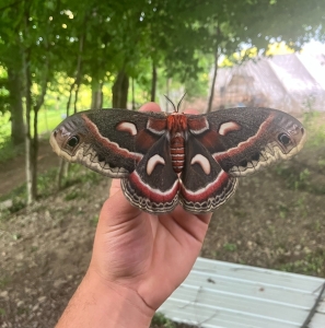 FOR SALE, EGGS Hyalophora Cecropia 