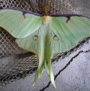 FOR SALE, A. Luna COCOONS available 