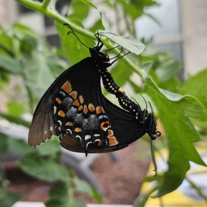 FOR SALE, Preorder - Black Swallowtail & White Lined Sph