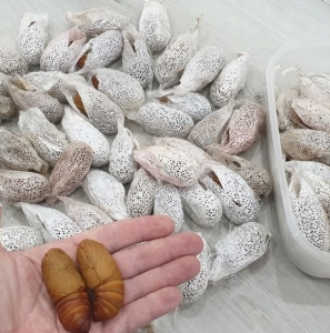 FOR SALE, Comet moth cocoons - ARGEMA MITTREI 