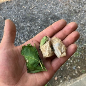 FOR SALE, COCOONS Actias Luna 