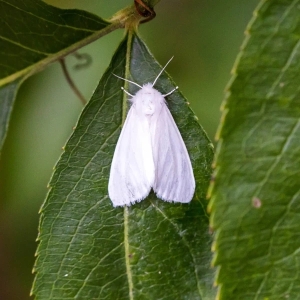 FOR SALE, Fall Webworm eggs 5$ dozen