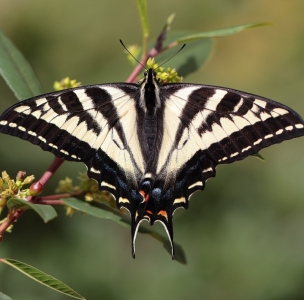 FOR SALE, Papilio eurymedon eggs