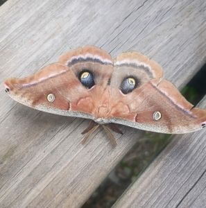 FOR SALE, Bulk Polyphemus eggs for sale and trade