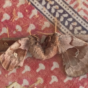FOR SALE, Bulk Polyphemus eggs for sale and trade