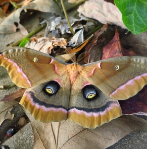 FOR SALE, Bulk Polyphemus eggs for sale and trade