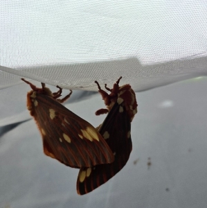 FOR SALE, Royal Walnut (Regal) Moth Eggs Expected Soon 