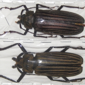 EBAY, rare Dynastidae, Cetoniinae, Lucanidae, Cerambycid