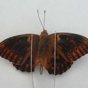 FOR SALE, Dark Green Fritillary: extreme aberration!