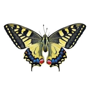 FOR SALE, Papilio machaon caterpillars