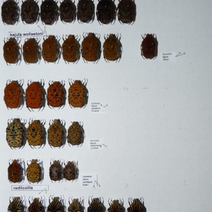 FOR SALE, Gymnetina Collection