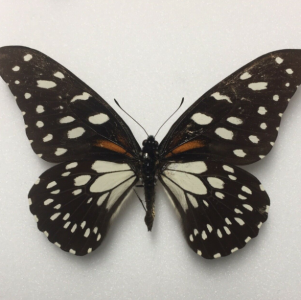 FOR SALE, Papilio for sale