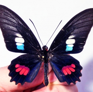 FOR SALE, PARIDES ZACYNTHUS PAIRS   ex larvae !