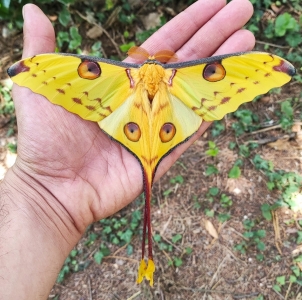 FOR SALE, Large Argema mittrei cocoons 