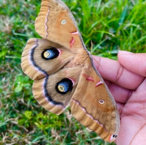 FOR SALE, Polyphemus moth eggs (ANTHERAEA POLYPHEMUS)