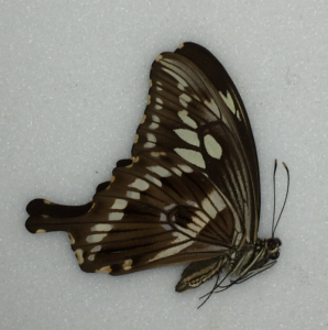 FOR SALE, Butterflies for sale from Uganda/Tanzania