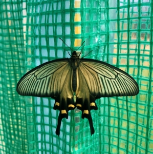 FOR SALE, Byasa alcinous pupae 