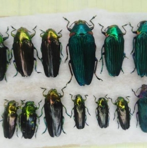FOR SALE, Buprestidae   ssp.