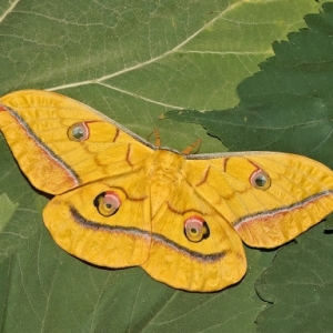 FOR SALE, Antheraea yamamai - eggs