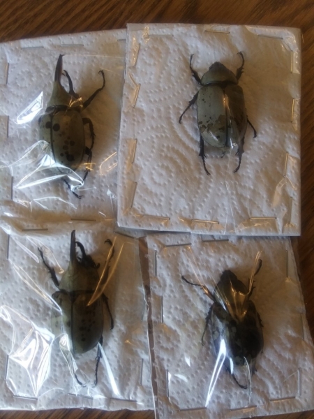 FOR SALE, Montana Prionids & Others