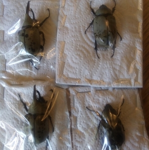 FOR SALE, Montana Prionids &amp; Others
