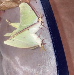 FOR SALE, Actias luna eggs
