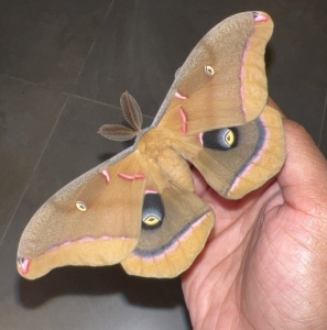 FOR SALE, A. Polyphemus Ova
