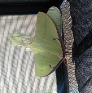 FOR SALE, Luna moth eggs