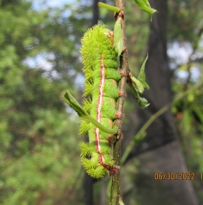 FOR SALE, Io moth cocoons 