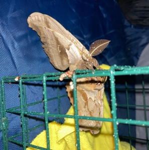 FOR SALE, Antheraea polyphemus ova