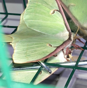 FOR SALE, Actias luna ova