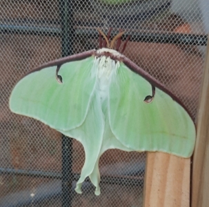 FOR SALE, LUNA MOTH (ACTIAS LUNA) OVA