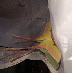 FOR SALE, Actias Dubernardi Cocoons