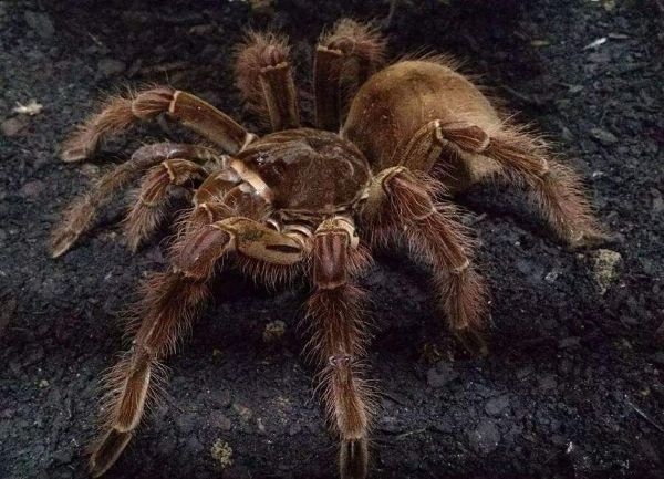 FOR SALE, Burgundy Goliath Bird Eater Tarantula for sale