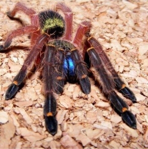FOR SALE, Blue Fang Skeleton Tarantula for sale