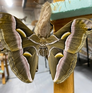 FOR SALE, S. cynthia ova