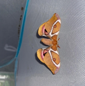 FOR SALE, Antherina suraka eggs