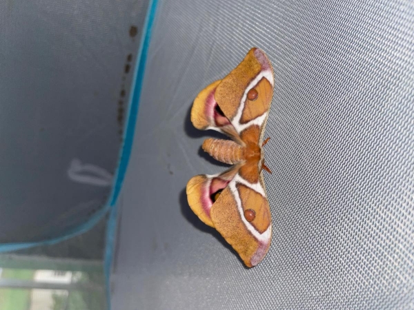 FOR SALE, Antherina suraka eggs