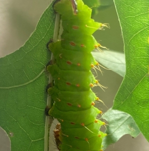 FOR SALE, POLYPHEMUS COCOONS