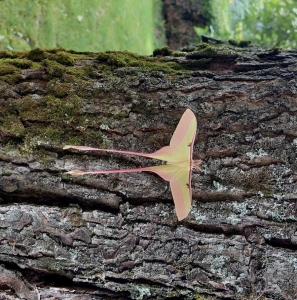 FOR SALE, Actias Dubernardi Cocoons