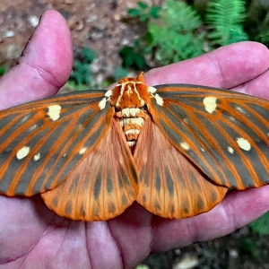 FOR SALE, Royal Walnut Moth (Regalis) Eggs