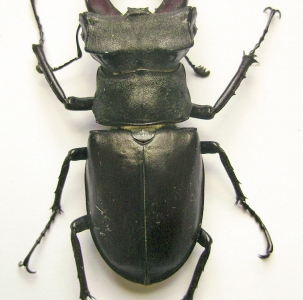 FOR SALE, Lucanus cervus males