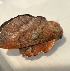 FOR SALE, American Lappet Moth COCOONS 