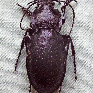 FOR SALE, Carabus sibiricus karelini