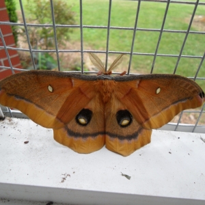 FOR SALE, OVA  Antheraea polyphemus 2nd Brood